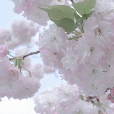 Furry绘画笔刷推荐兽圈社群